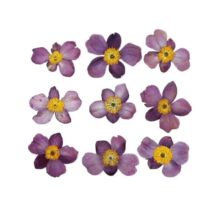 Fleur de coton sauvage séchée 4-5cm/12 pièces