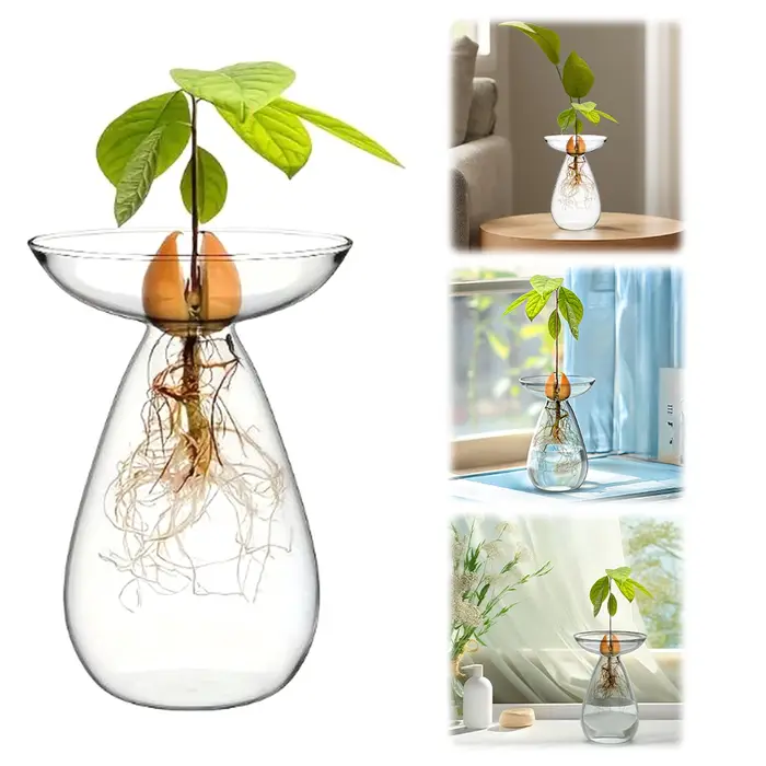 Vase de démarrage de graines d'avocat Vase de plantation d'avocat en verre transparent Bouteille hydroponique d'avocat simple et exquise pour jardinière en croissance