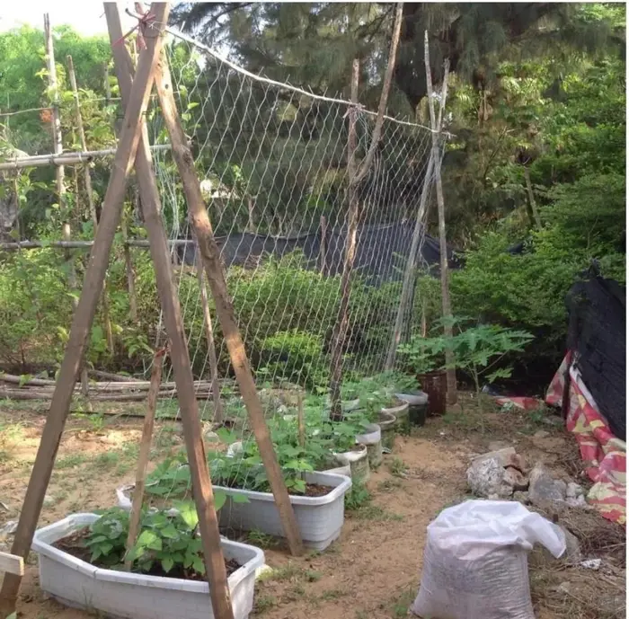 Filet d'escalade pour plantes horticoles