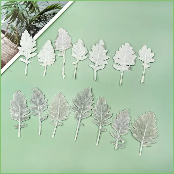 6 pièces, Herbe à chaton séchée pressée