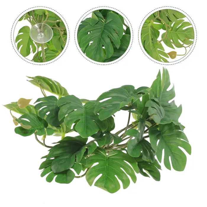 Plantes de Reptile pour Terrarium