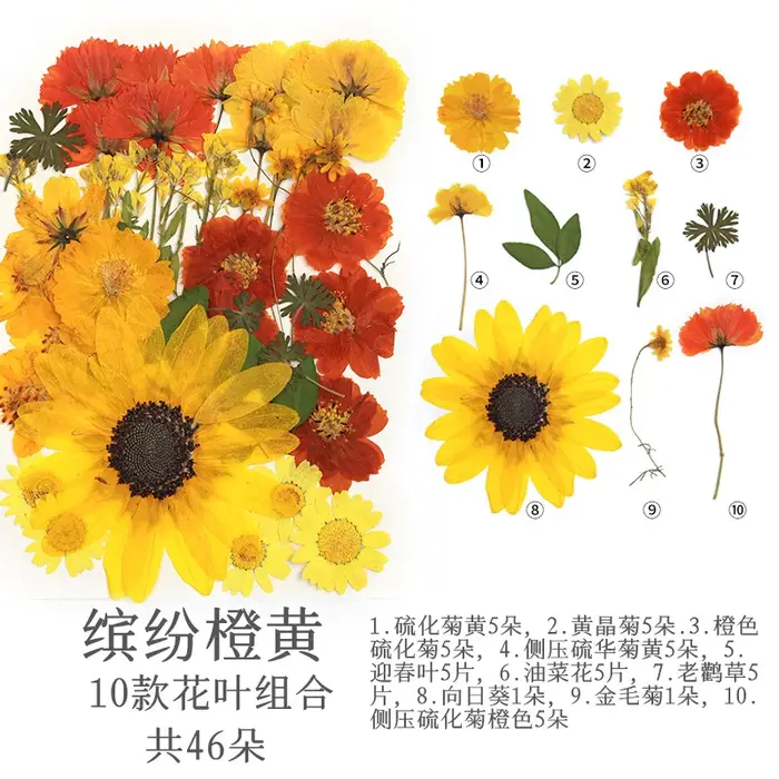 Pack de matériaux de fleurs séchées et pressées