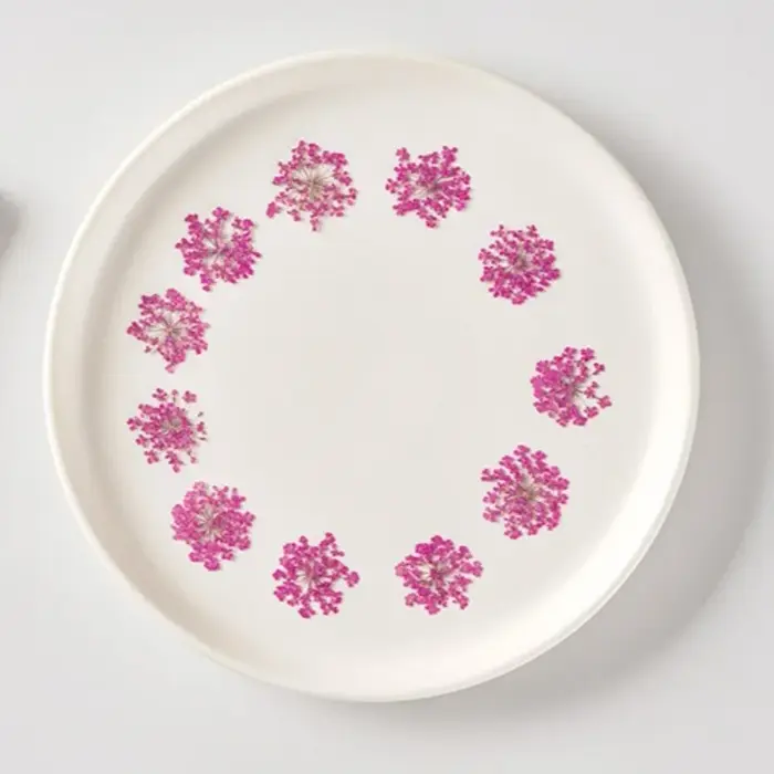 Fleurs séchées pressées pour résine Art Ammi Majus