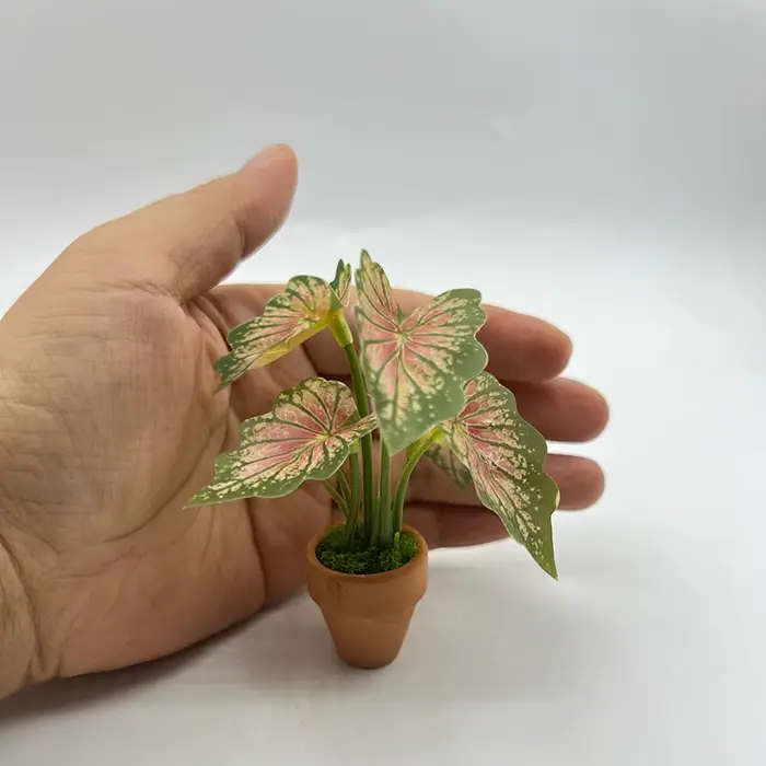 Mini plantes en pot vertes à dos de tortue Taro
