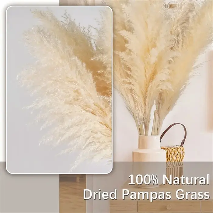 Herbe de Pampa de 80 à 120cm de haut