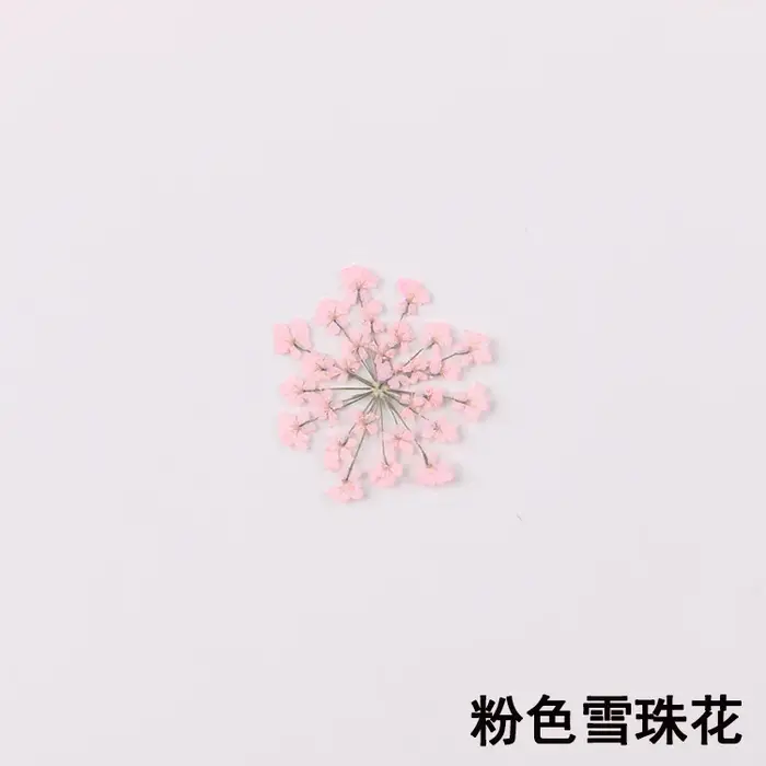 100 pièces pressées séchées 15-20mm Ammi Majus fleurs plante herbier pour bijoux carte postale carte