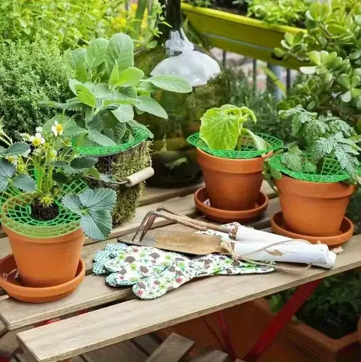 Supports pour plantes de fraises
