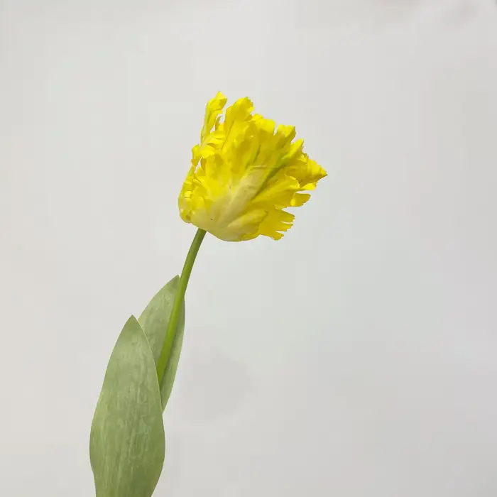 Branche de tulipe perroquet 3D de luxe, fleurs artificielles au toucher réel pour mariage, faux pati
