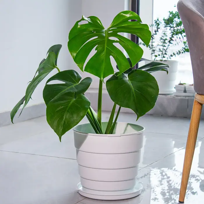 Meshpot de fleurs en plastique