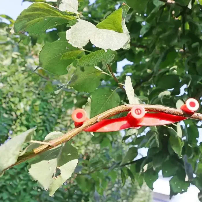 Clip d'entraînement pour plantes, Clips Support réglables à faible Stress pour tige, accessoires jar