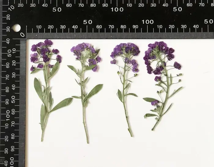 PMurcia-Fleur de Maritima séchée, 60 pièces, 6-8cm, plante, herbier pour bijoux, carte postale, cart