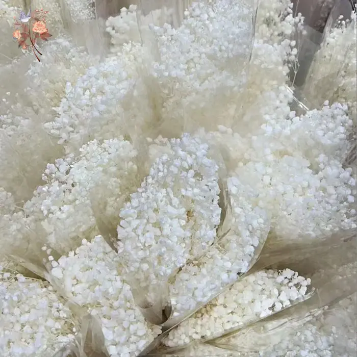 Fleurs de Gypsophile Blanches Séchées Naturelles