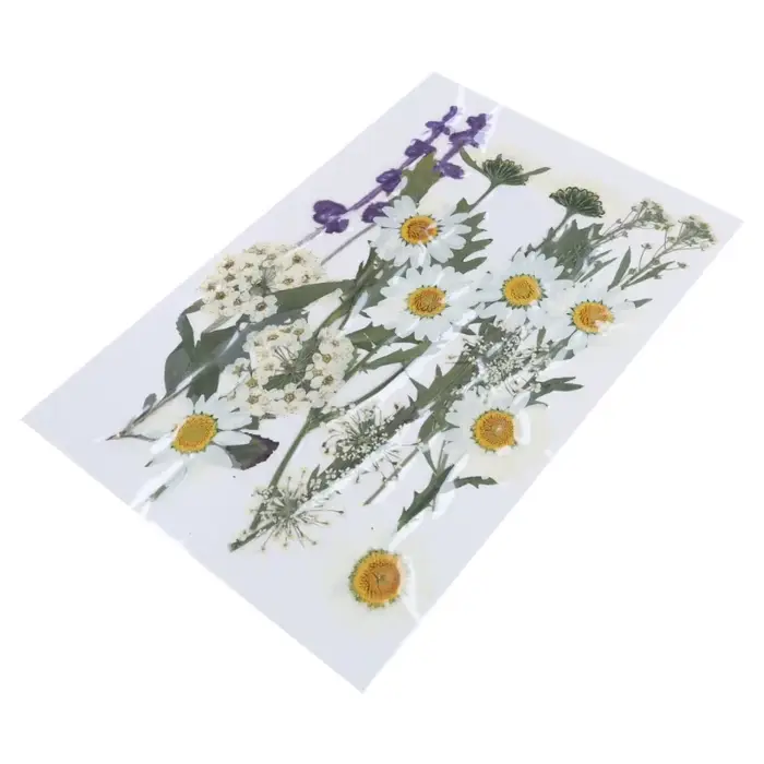 Fleur séchée pressée pour moules en résine