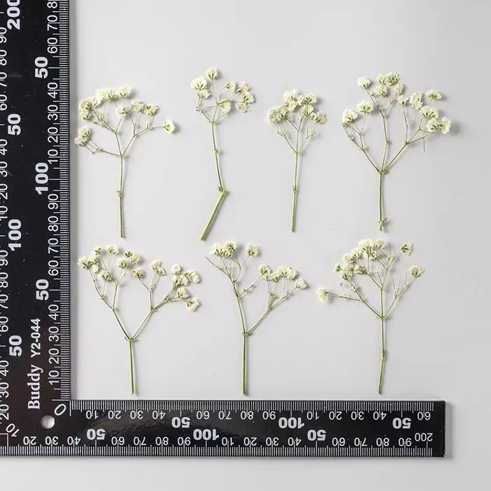 12 pièces, fleurs de gypsophile séchées et pressées teintées, matériel pour spécimens végétaux DIY,