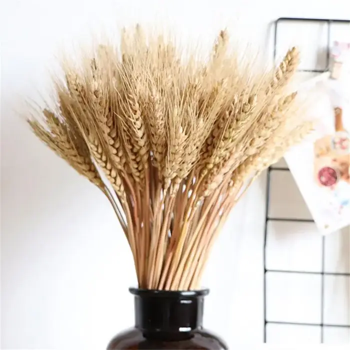 Sunks de blé séché naturel pour la décoration