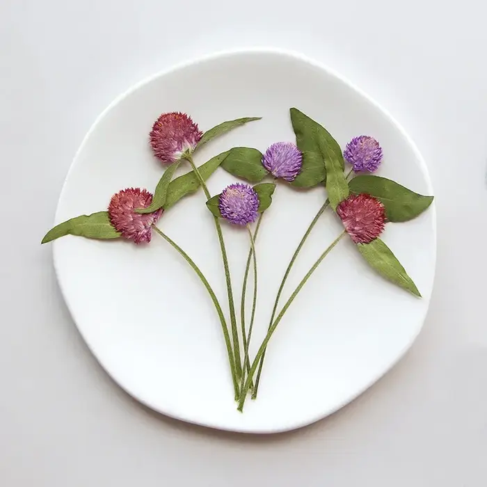 Fleurs Gomphrena séchées pressées naturelles