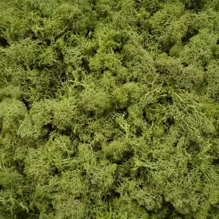 Plantes vertes artificielles, mousse de vie éternelle, artisanat de bricolage, décoration de jardin,