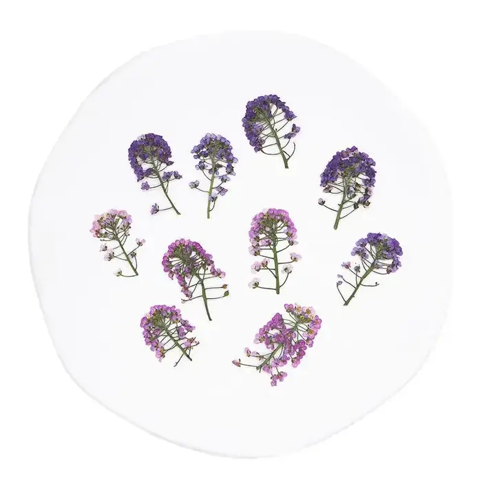 12 pièces, fleur pressée douce Alyssum naturelle