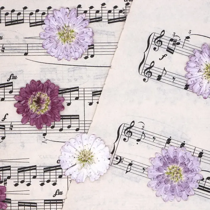 12 pièces, fleurs séchées pressées à double pétale de marguerite
