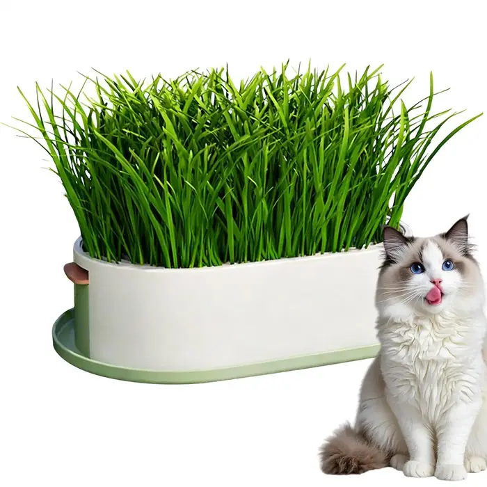 Boîte de culture d'herbe à chat