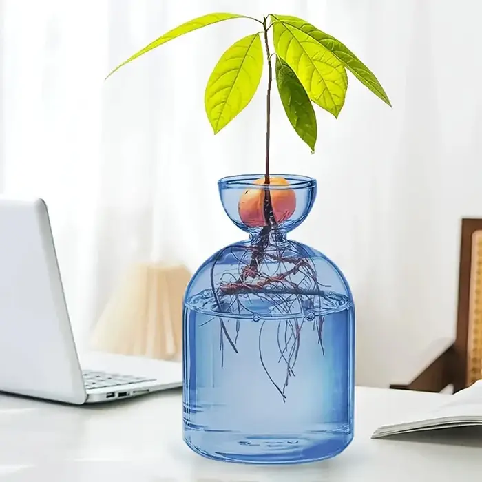 Vase hydroponique Transparent coloré d'avocat