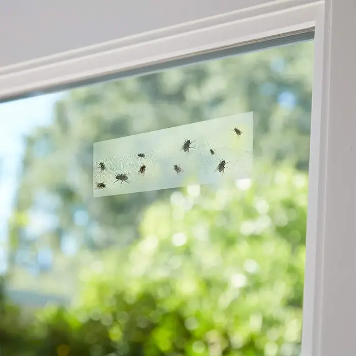 Pièges à insectes pour protéger les plantes