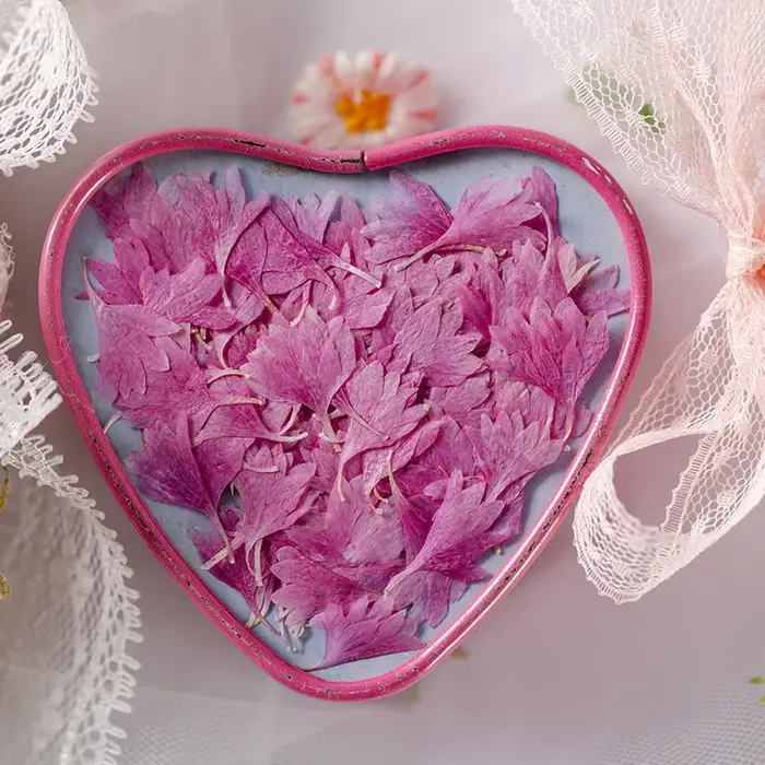 Fleur de centagaine séchée pressée