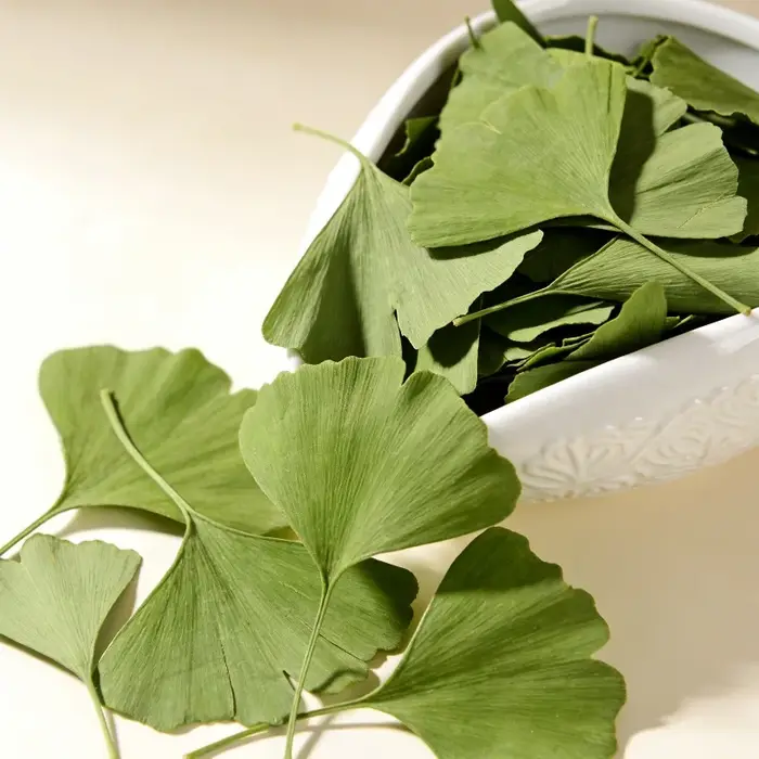 Feuilles de Ginkgo Biloba séchées de qualité supérieure pour la beauté