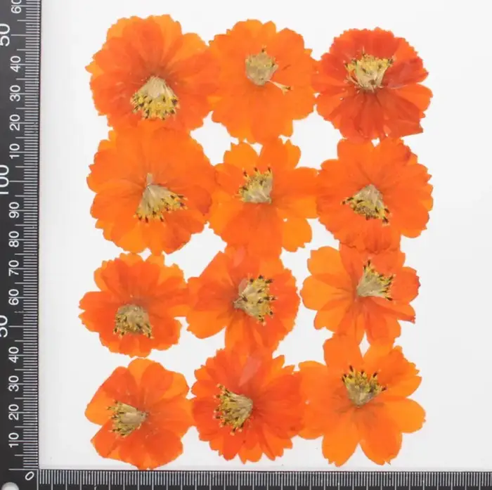 120 pièces de fleurs séchées pressées