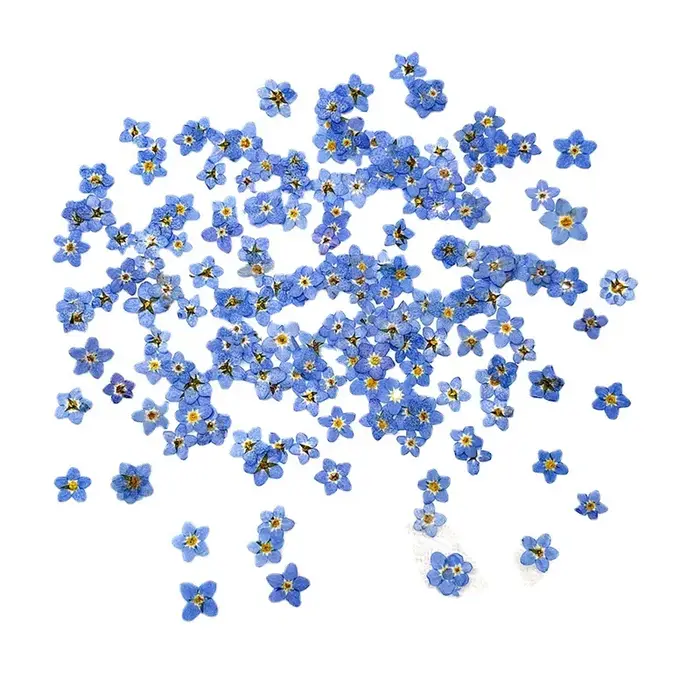 120 pièces pressées oublier-moi pas fleur séchée Mini bleu Myosotis Sylvatica plante herbier pour bijoux coque de téléphone Nailart