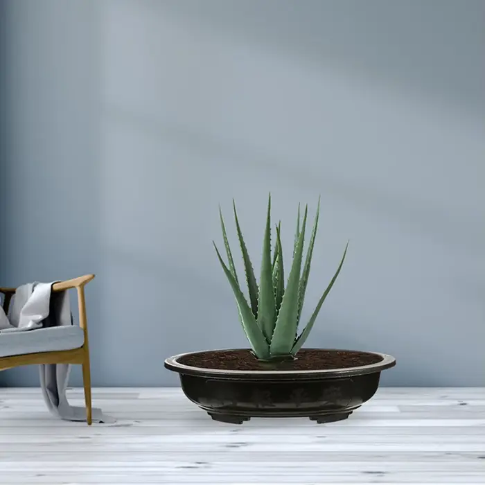 Lot de 2 grands pots ovales pour fleurs et bonsaïs