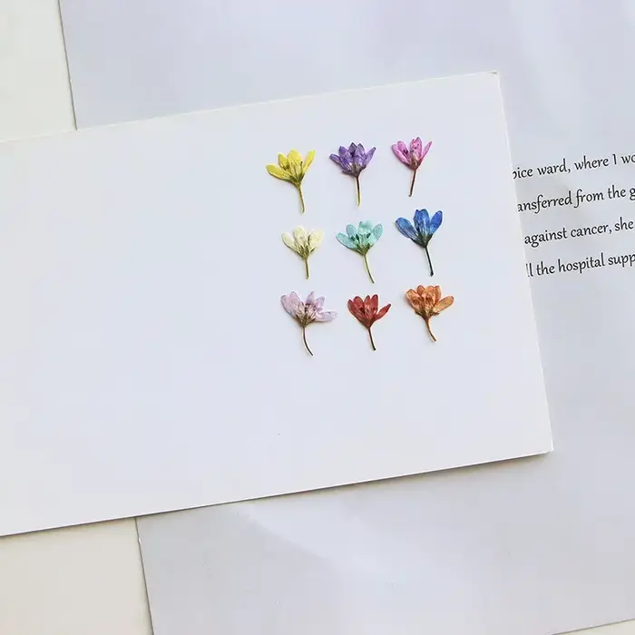 Lot de 12 mini-fleurs séchées de Pennisetum pressées de 1-2 cm pour la fabrication de marque-pages DIY