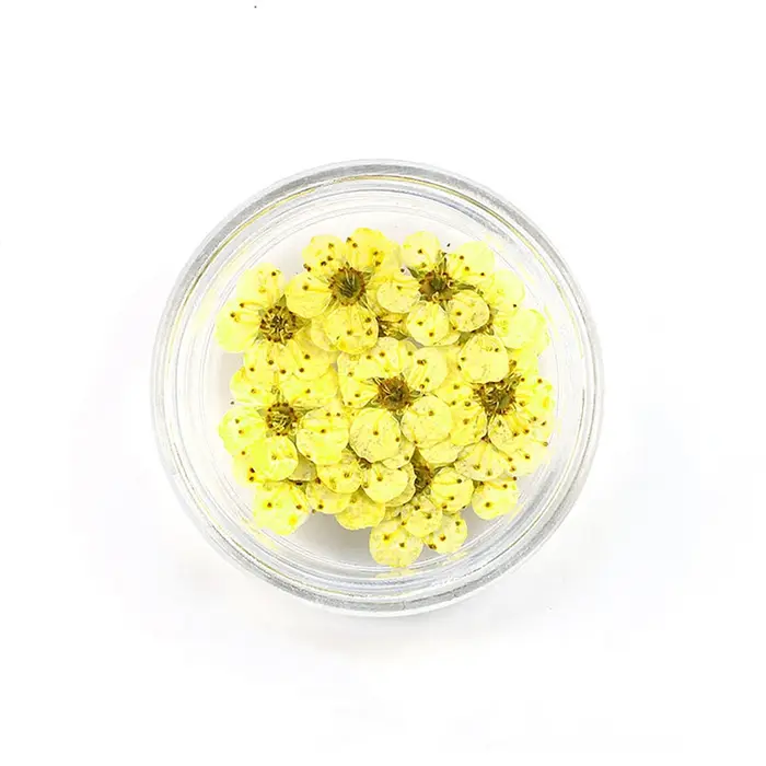 Nouveau 20 pièces/boîte pressé séché narcisse fleur de prunier pour résine époxy fabrication de bijo