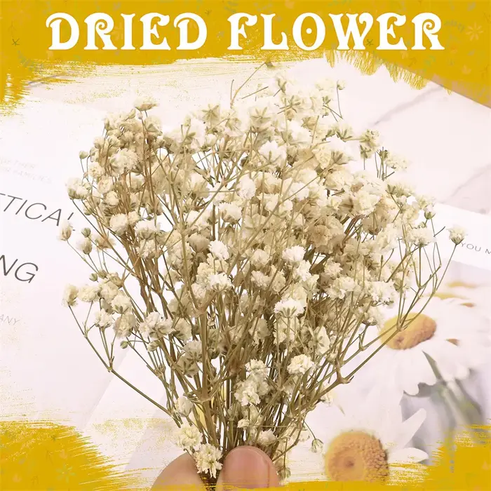50 Pièces de Fleurs Séchées Naturelles Colorées Gypsophiles pour Arrangements Floraux DIY, Cadeaux de Mariage, Décoration de la Maison, Remplisseurs de Vases