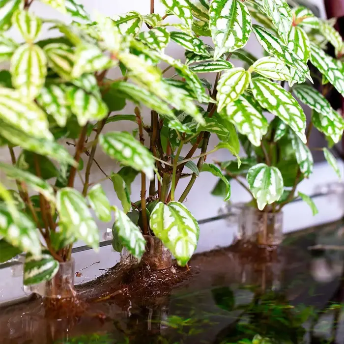 Lot de 6 supports pour plantes d'aquarium