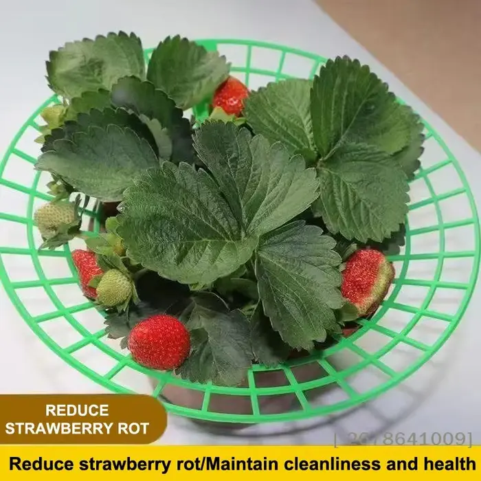 ⚑ Support pour plantes de fraises avec pieds