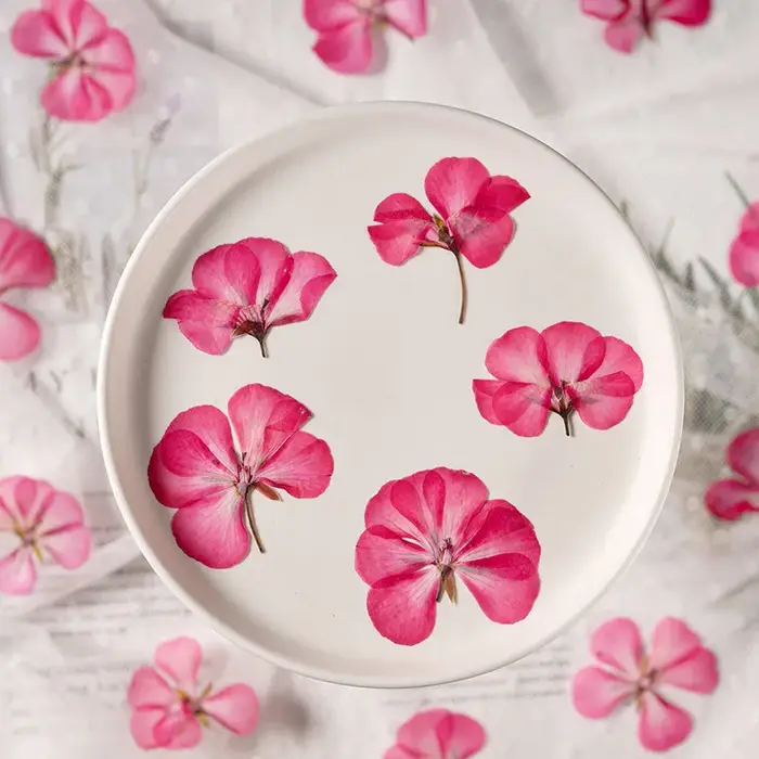 12 pièces, fleurs de géranium séchées et pressées