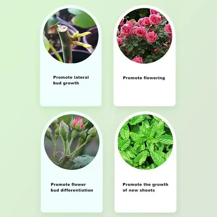 Régulateur de croissance des plantes