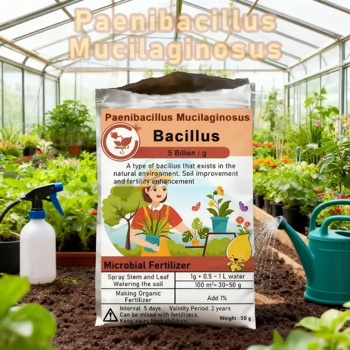 Fertilisateur microbien biologique Paenibacillus Mucilaginous Bacillus, 50g, pour la fertilité du so