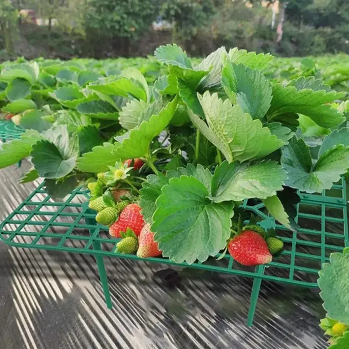 Supports pour plantes à fraises