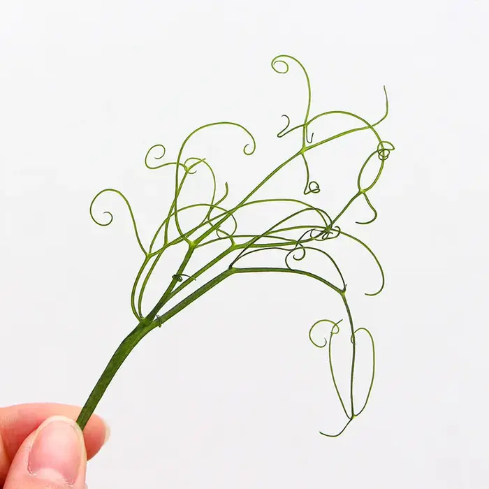 Feuilles Vertes Véritables