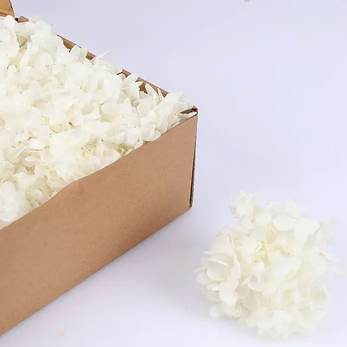 Boîte-cadeau de pétales d'hortensia éternel séché, vraie fleur, gros cuir chevelu, Anna, fleurs flot
