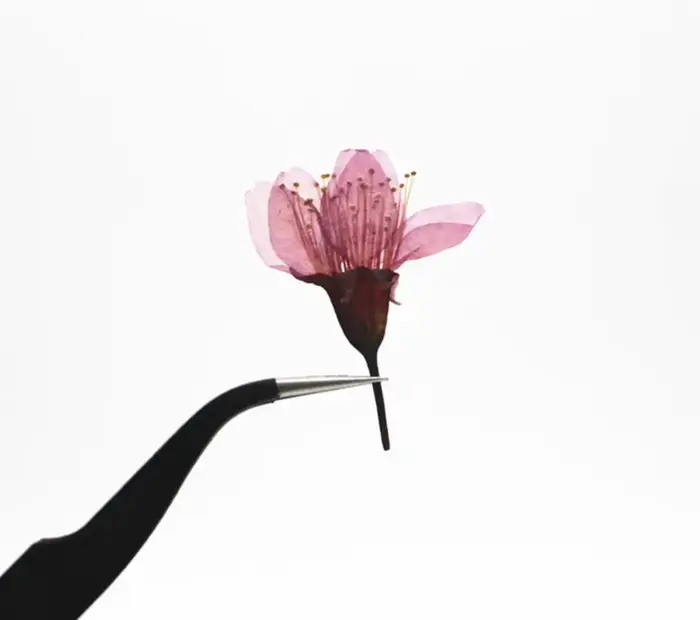 120 pièces de fleurs de cerisier Sakura séchées pressées pour la fabrication de bijoux en résine