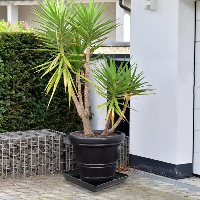 Soucoupe à plantes carrée 35cm