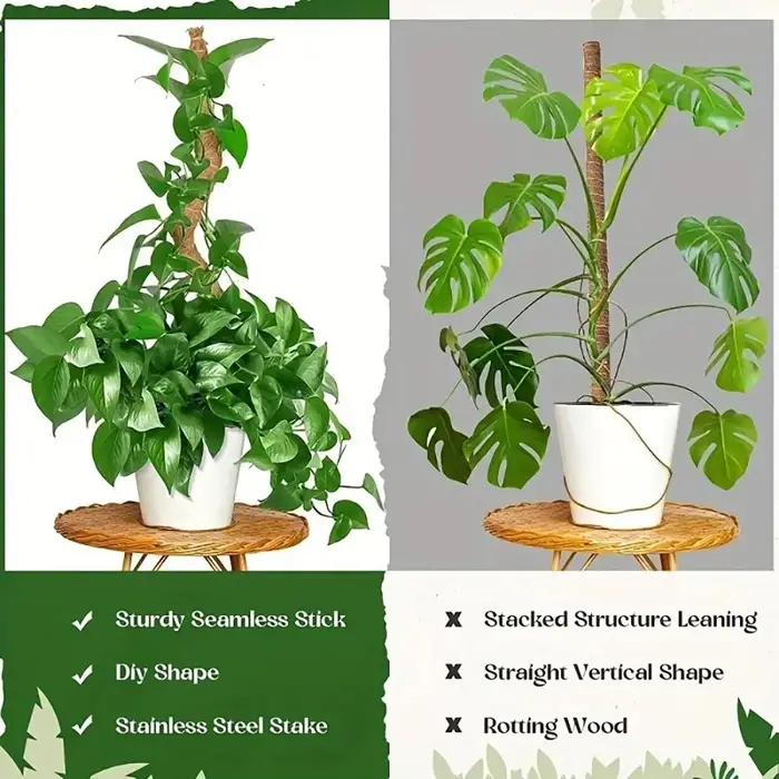 Canne à palmier pliable pour plantes grimpantes