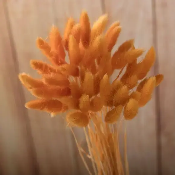 Bouquet d'herbe de pampas blanc naturel, 30 pièces, petites anches, fleurs séchées, style Boho, salo