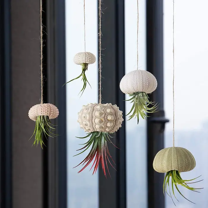 Coquille d'oursin naturel pour décoration