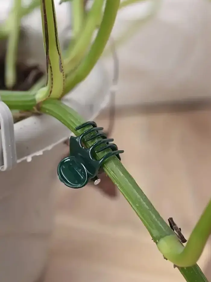 20 pinces de soutien pour plantes - Gardez vos orchidées et vignes droites pour une croissance optimale !