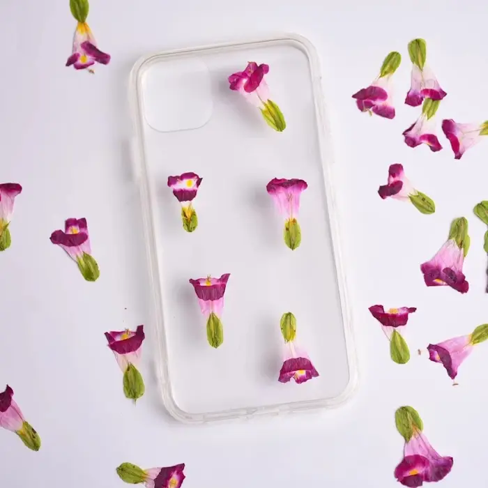 12 pièces, fleurs séchées naturelles de Torenia