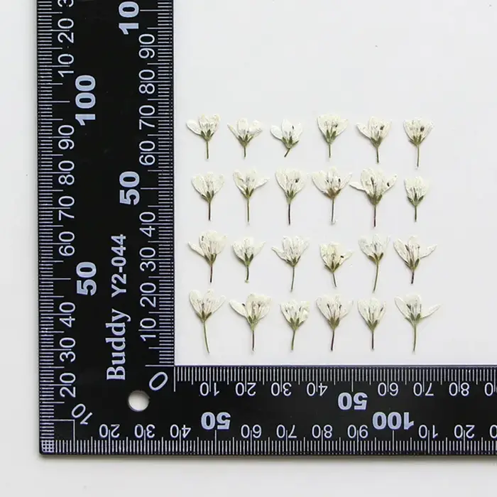 Lot de 12 mini-fleurs séchées de Pennisetum pressées de 1-2 cm pour la fabrication de marque-pages D